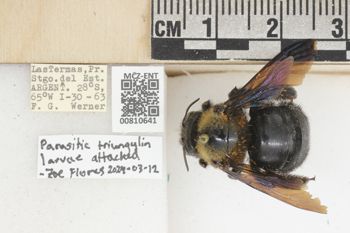 Media type: image;   Entomology 810641 Aspect: labels